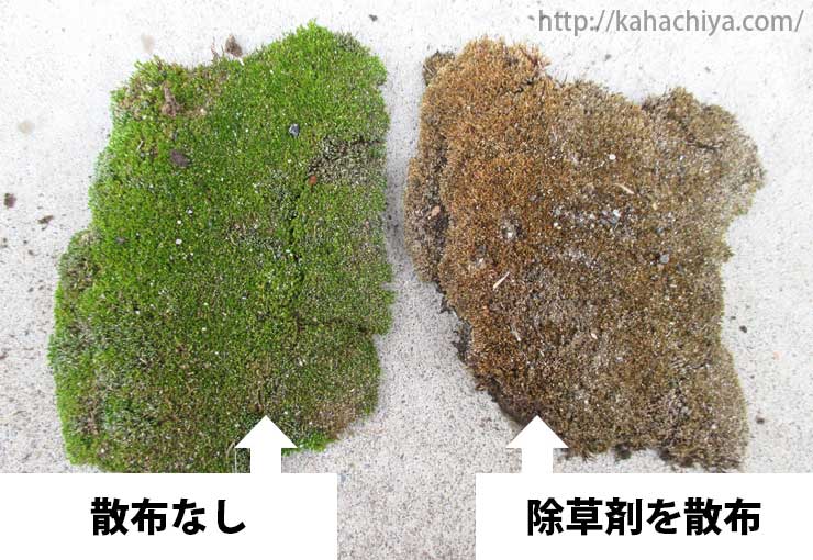 除草剤散布前と散布後の比較